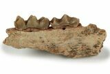 Fossil Early Ungulate (Xiphodon?) Jaw - Quercy, France #218458-1